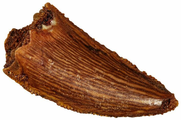 Serrated Raptor Tooth - Real Dinosaur Tooth #299678